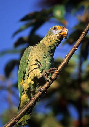  p>蓝颊亚马逊鹦鹉(学名:amazona dufresniana)是典型的 a target="