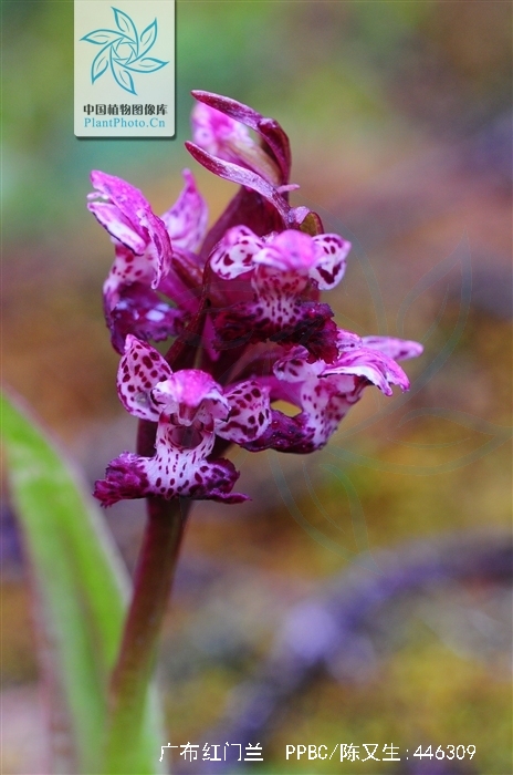  p>广布红门兰(学名: i>orchis chusua /i>  d.