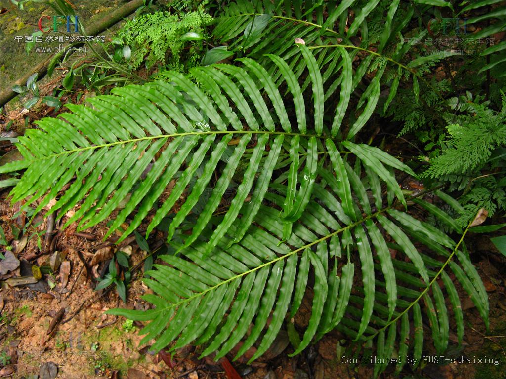 blechnum l.