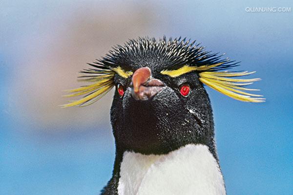 e·crestatus rockhopper penguin
