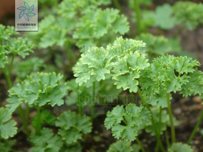  p>欧芹属,学名petroselinum hill , a target="_blank" href="/item