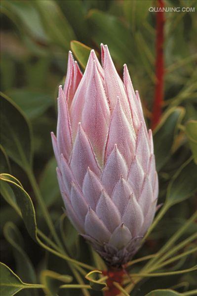 蒂亚花,是 a href="#" data-lemmaid="1910574">南非共和国 /a>的国花