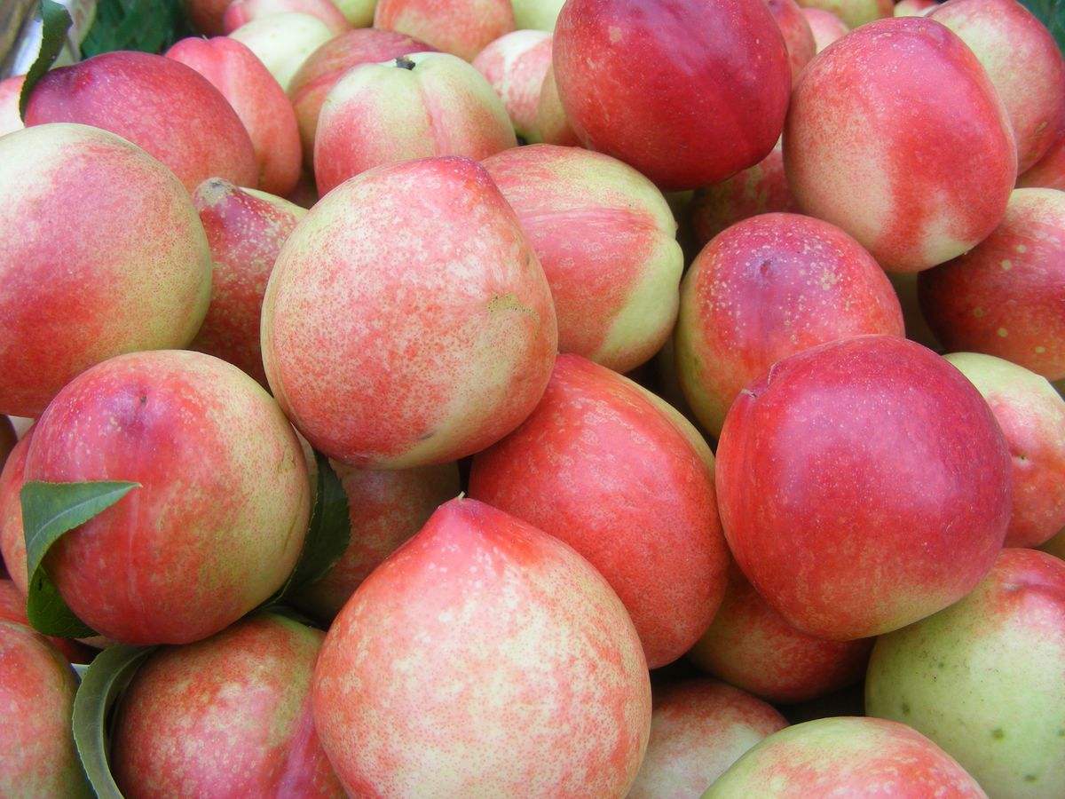  p>喀拉布拉桃子,新疆维吾尔自治区伊犁哈萨克自治州 a target="