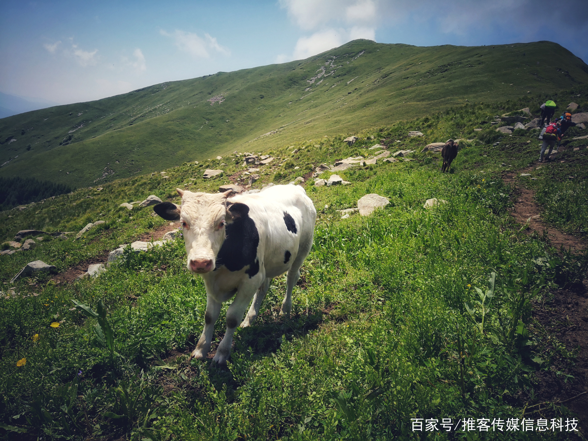 金莲花盛开的那个地方 游小五台 百科ta说