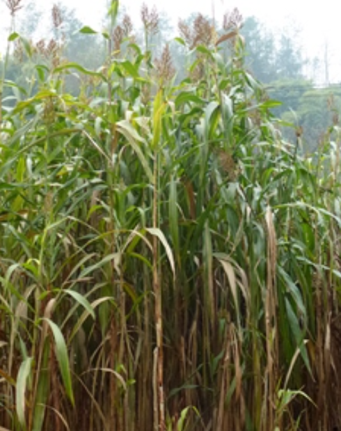  p>甜高粱(学名: i>sorghum dochna  /i>(forssk.