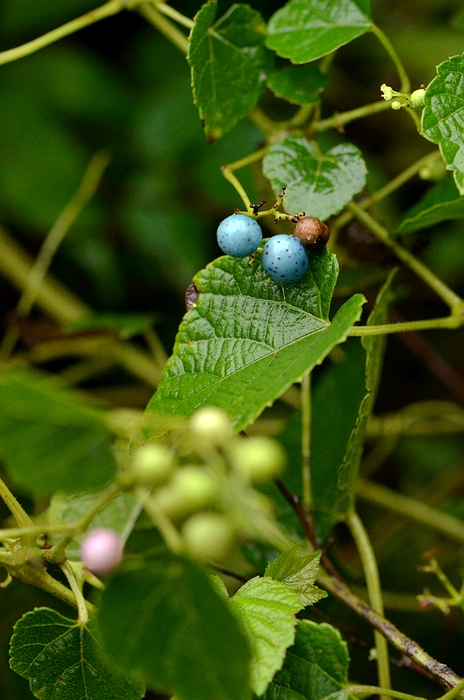 牯岭蛇葡萄(变种)