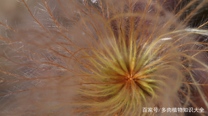 寿命高达100余年，珍惜古老的植物——仙女木_百科TA说