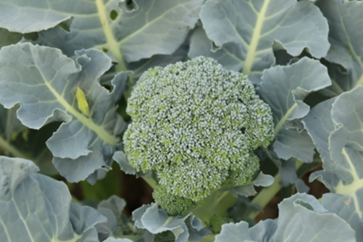  p data-id="gnbvotf5aw">芸薹属(学名: i>brassica /i> l.