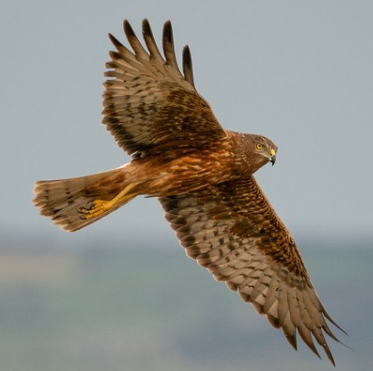  p>沼泽鹞(学名:circus approximans):是鹰科,鹞属的一个物种.