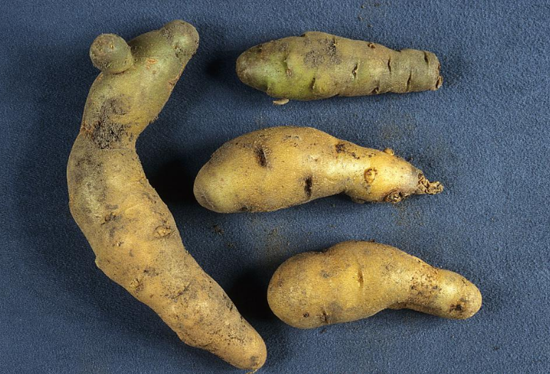 马铃薯纺锤块茎类病毒病