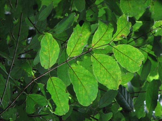  p>卵叶连翘(学名: i>forsythia ovata /i> nakai)是木犀科,连翘属