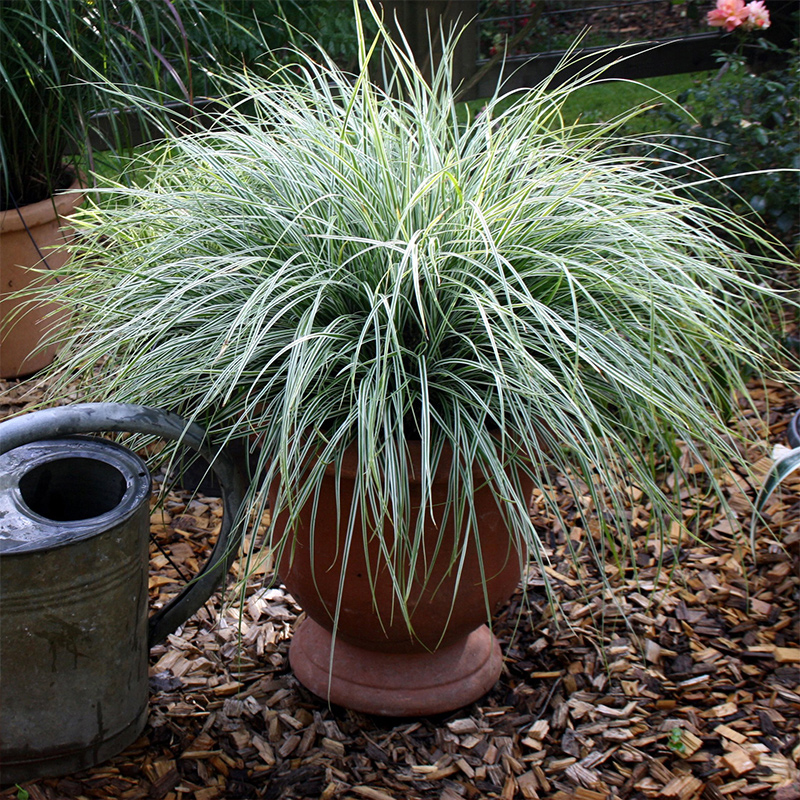 p data-id="gnwv65qsst">金丝苔草 学名:carex evergold 是 a