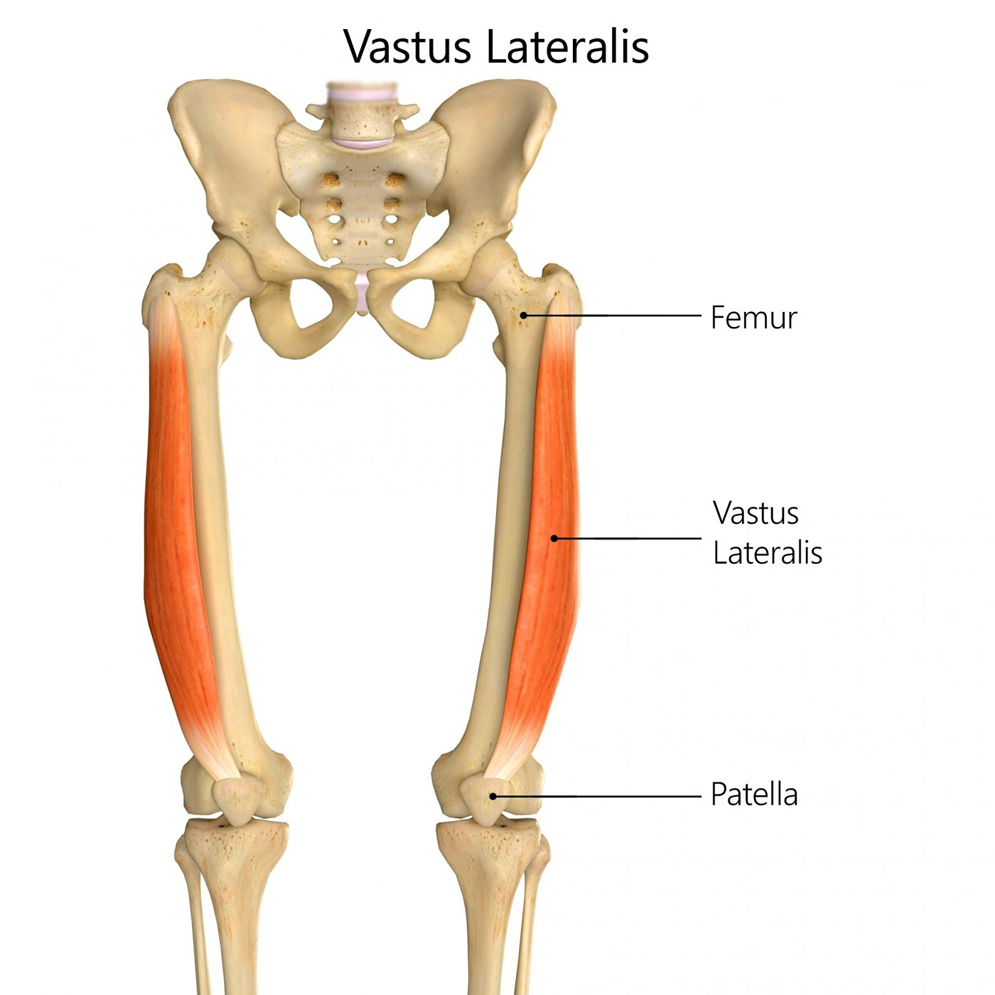 它与股四头肌群的其他肌肉一起伸展膝关节