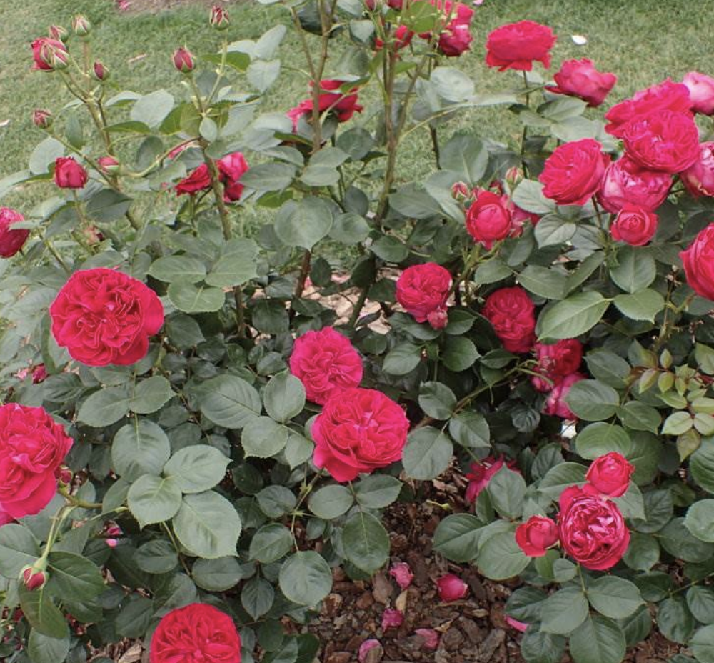 丰花月季(丰花月季品种有哪些)