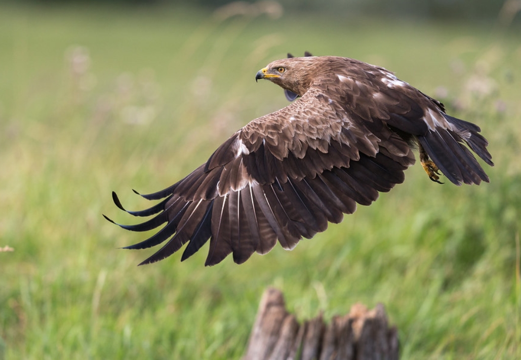  p>小乌雕(学名: i>clanga pomarina /i>):一种鹰形目,鹰科,乌雕属的