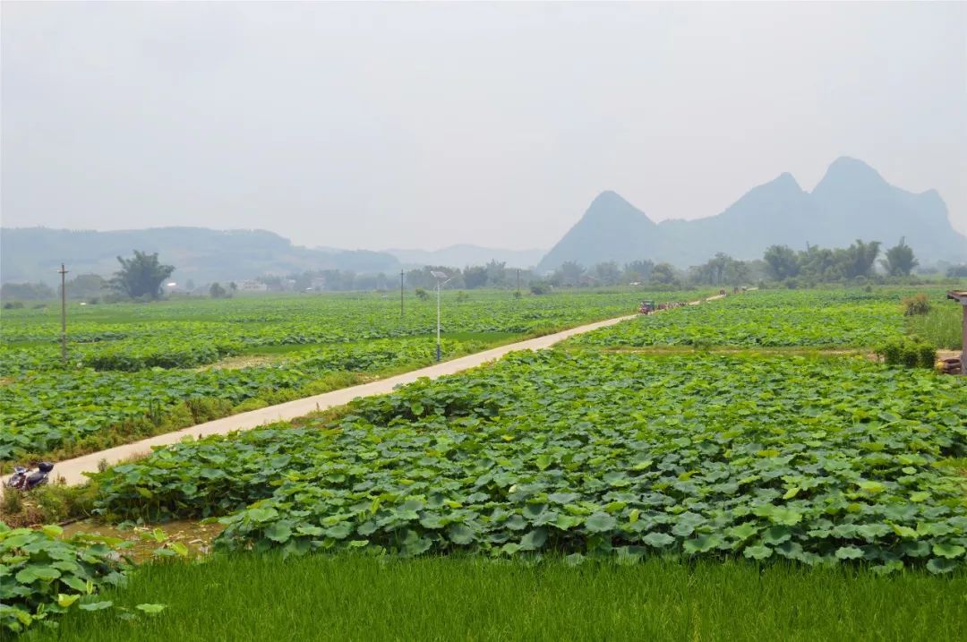  p>大埔镇,隶属于 a target="_blank" href="/item/广西壮族自治区