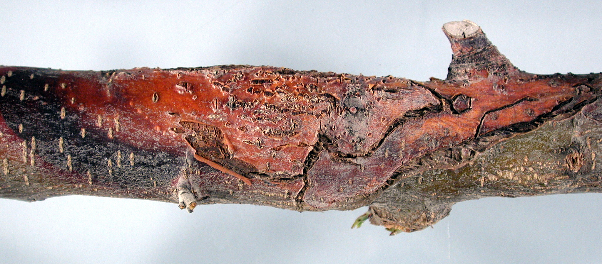 苹果炭疽溃疡病