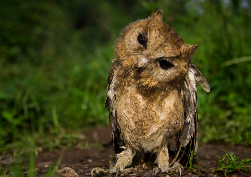 oriental scops-owl