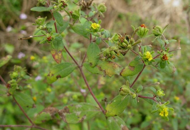  p>毛梗豨莶(学名:siegesbeckia glabrescens makino)是菊科豨莶属
