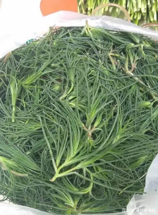 猪毛菜，农村田野的宝藏野菜，怎么吃？_百科TA说