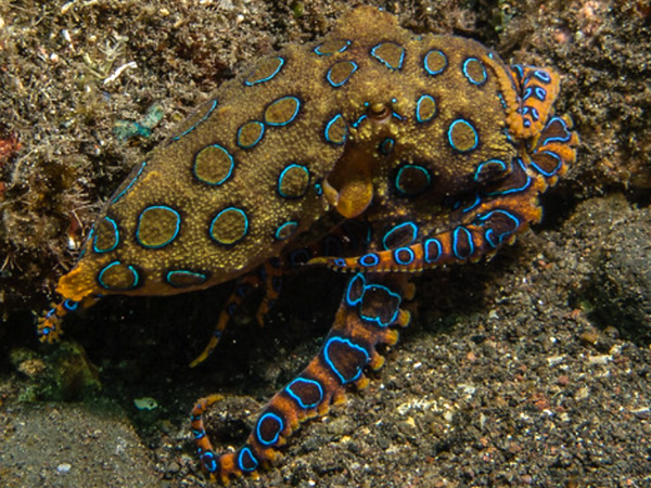  p>章鱼(octopus):为 a target="_blank" href="/item/章鱼科">章鱼科