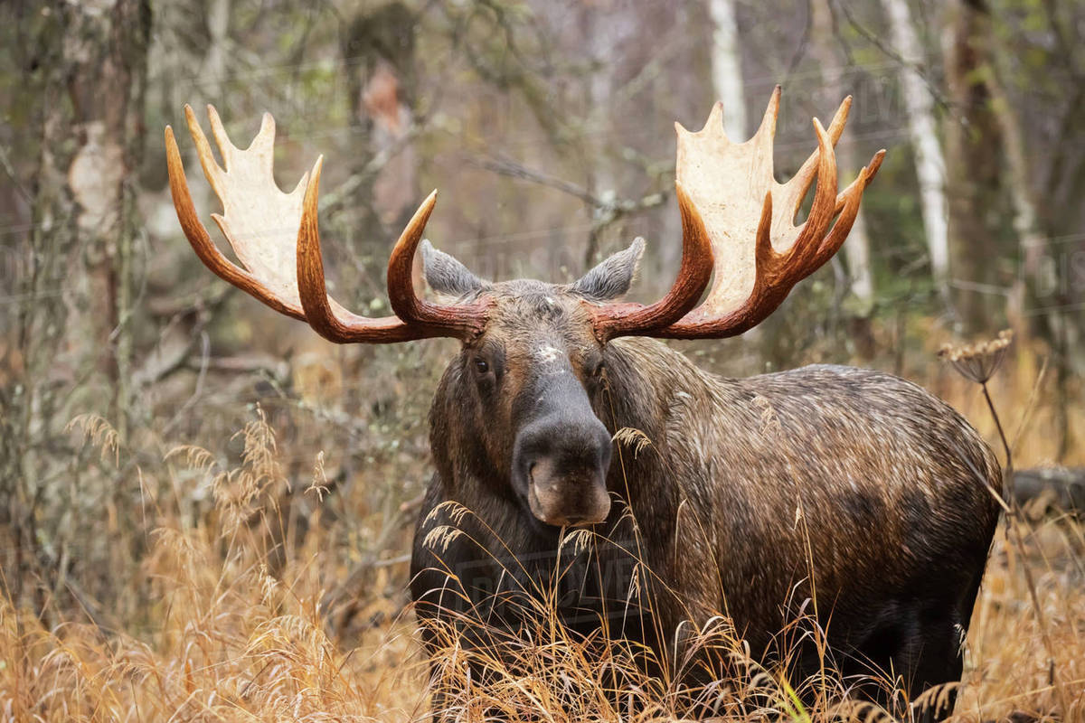 eurasian moose