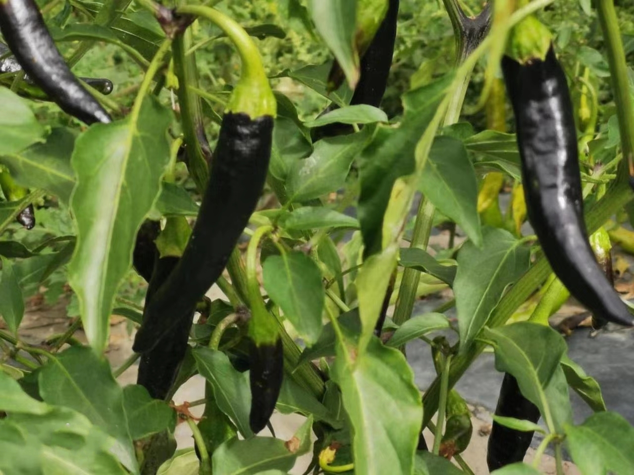 天鹰椒怎么种植天鹰椒的优质管理方法