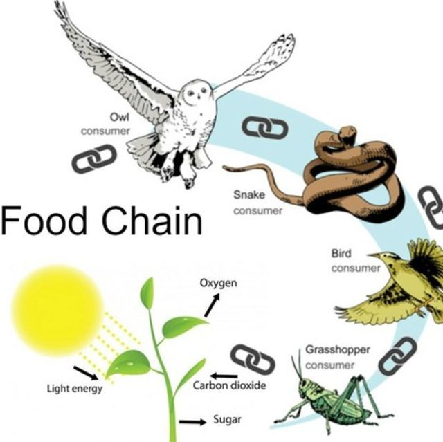  p data-id="go1m3c14ns">食物链(food chain)是英国动物生态学家 a