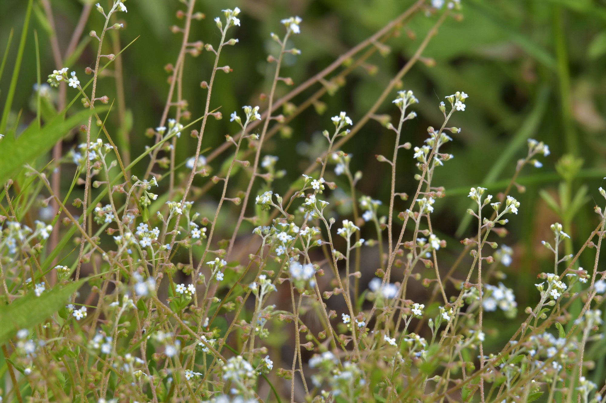  p>附地菜(学名: i>trigonotis peduncularis /i> (trev.) benth.