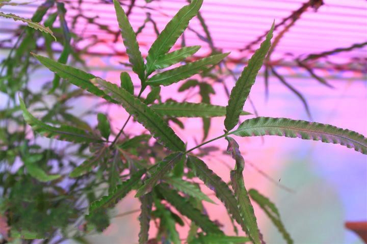 是凤尾蕨科,凤尾蕨属陆生植物.