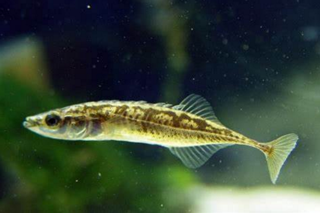  p>中华多刺鱼(学名: i>pungitius sinensis /i>)是刺鱼科,多刺鱼属的