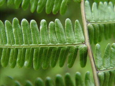 里白（里白科里白属植物）_百度百科