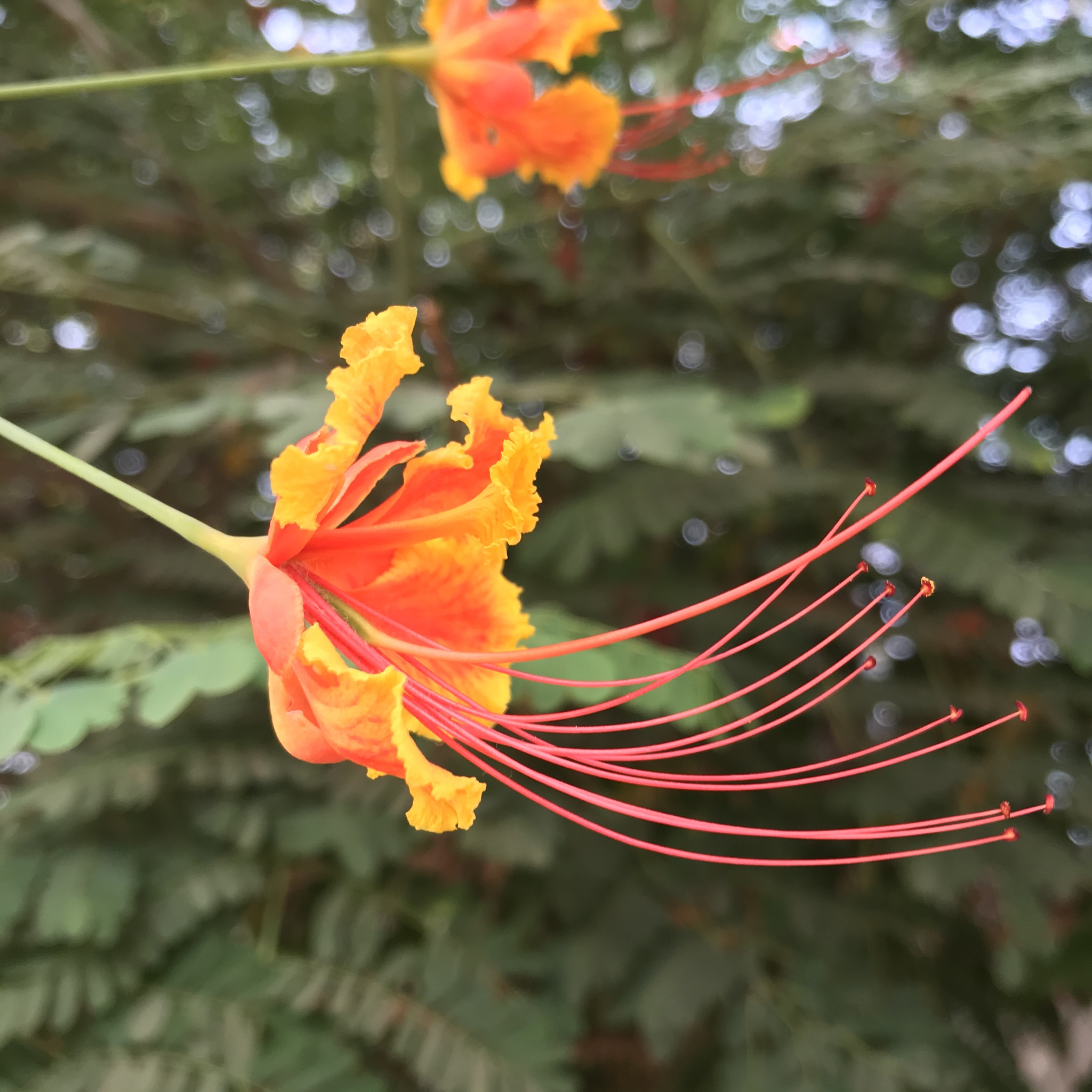  p>洋金凤(学名: i>caesalpinia pulcherrima /i> (l.) sw.