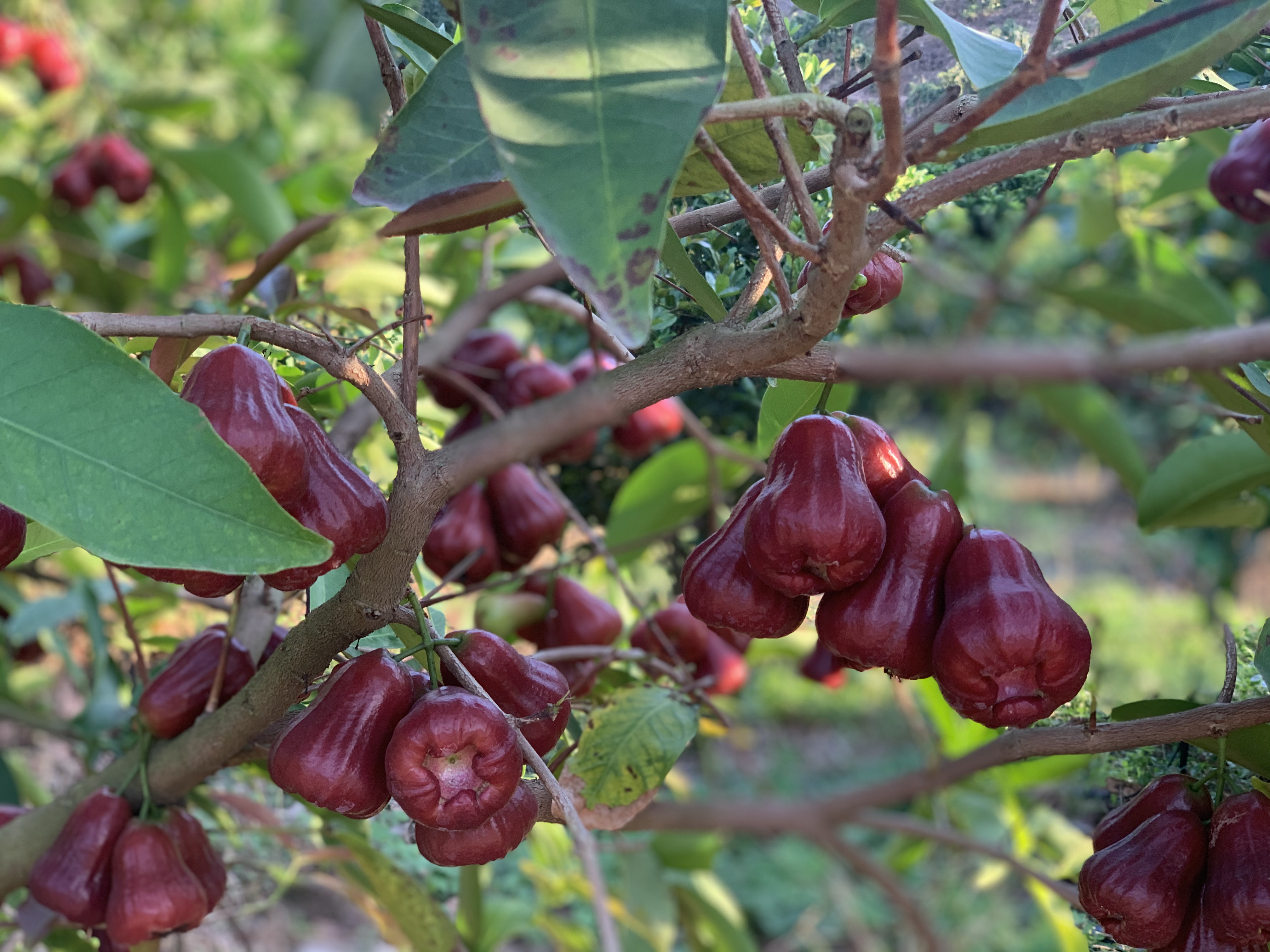 m92m">莲雾成年树高3米,在东南亚地区,3-4月份开1次花,5-6月果实成熟