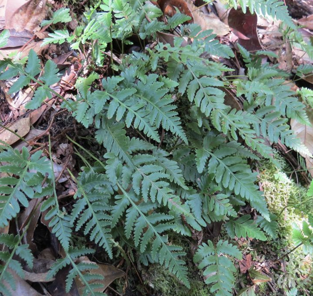 f.) diels)是骨碎补科,阴石蕨属植物.植株高10-20厘米.