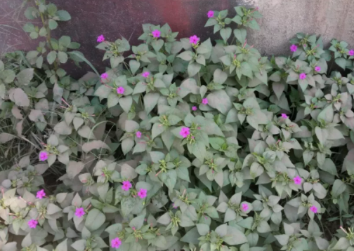 紫茉莉为什么你还有个名字叫作 地雷花 百科ta说