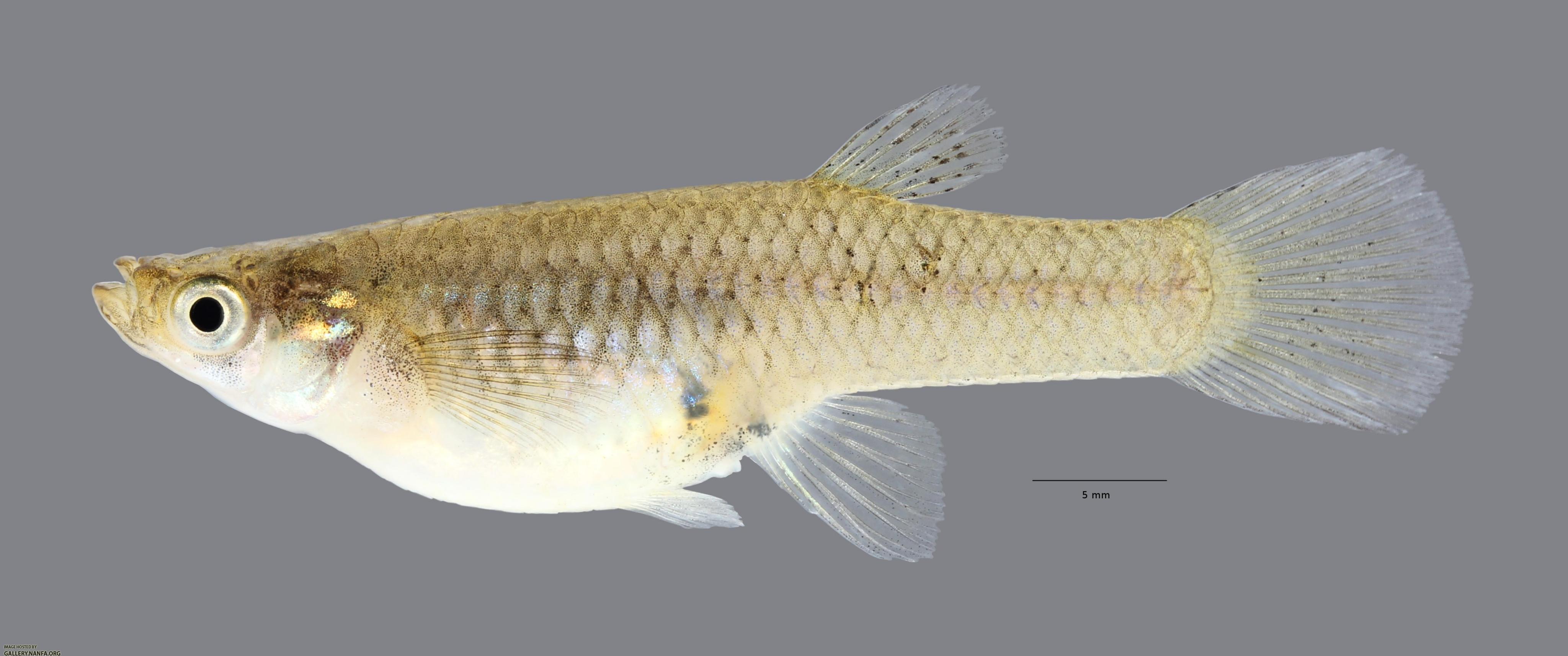  p>食蚊鱼(学名: i>gambusia affinis /i>)是胎鳉科,食蚊鱼属鱼类.