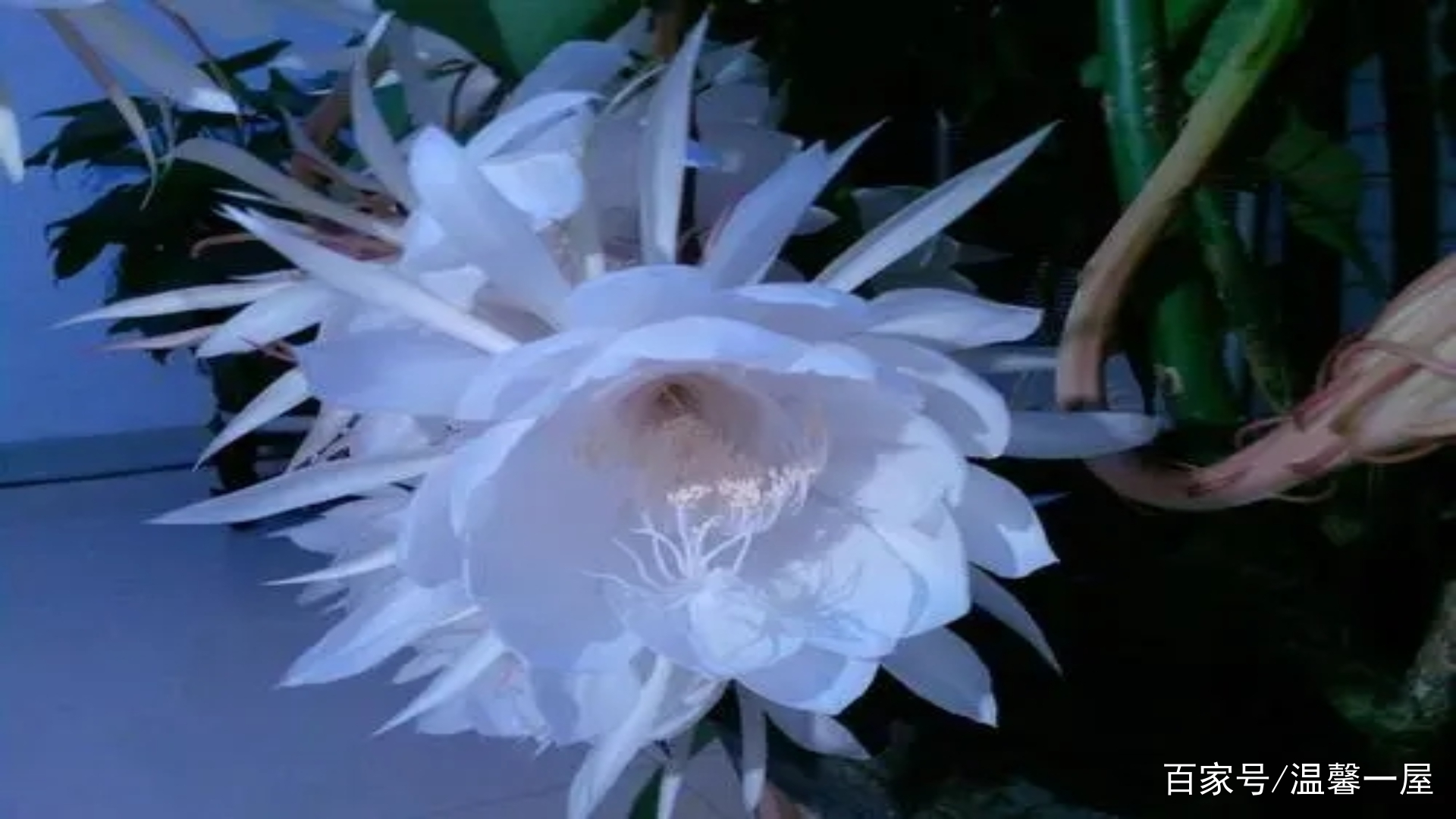 昙花的花语和寓意_百科TA说