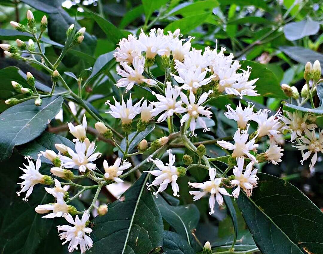 扁桃斑鸠菊