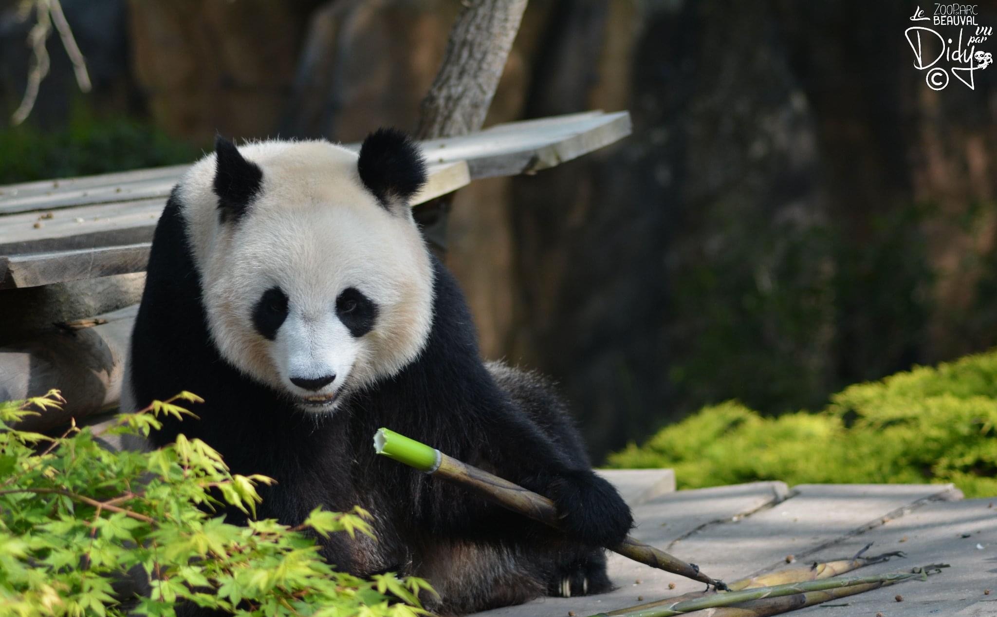 nb7faok">欢欢,雌性 a target="_blank" href="/item/大熊猫/34935"