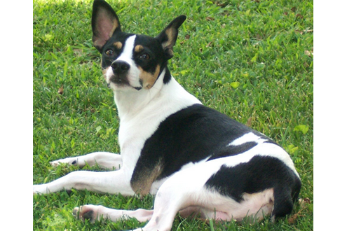 ="/item/梗类犬/1203506" data-lemmaid="1203506">梗类犬 /a> 捕鼠犬