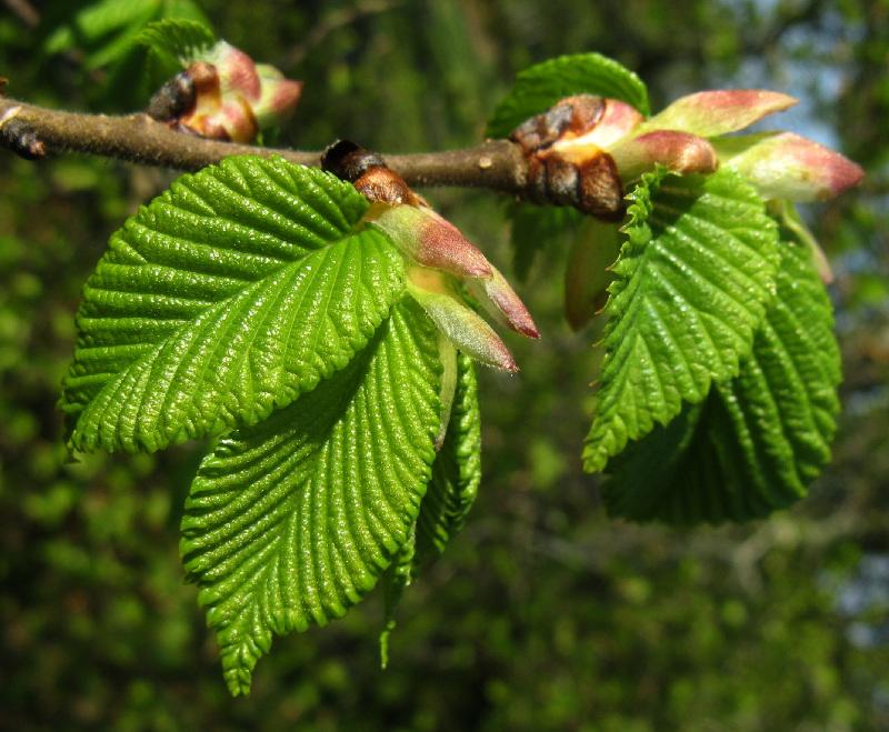 ulmus densa litw.