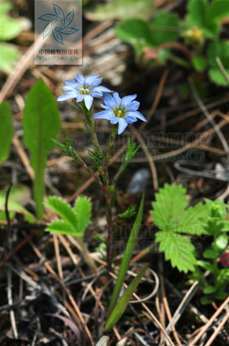  p>一年生草本,高5-15 a target="_blank" href="/item/厘米">厘米 /a