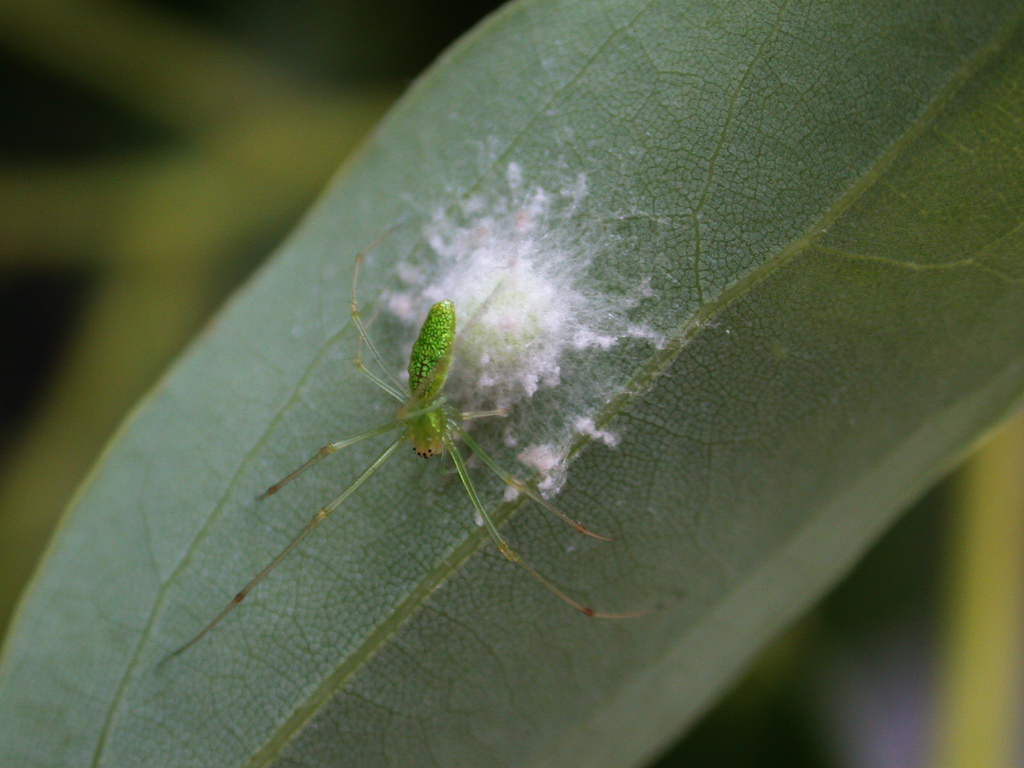  p>昆虫名,为蛛形目,肖蛸科.