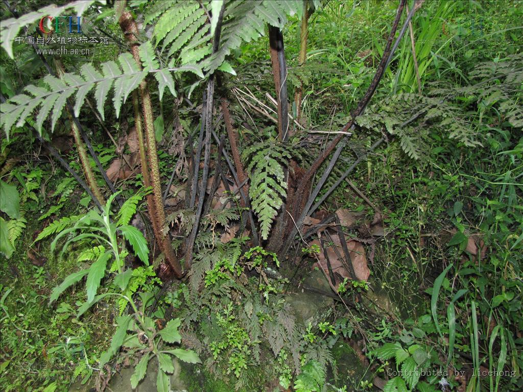  p>小黑桫椤(学名: i>alsophila metteniana /i> hance)是桫椤科,桫椤