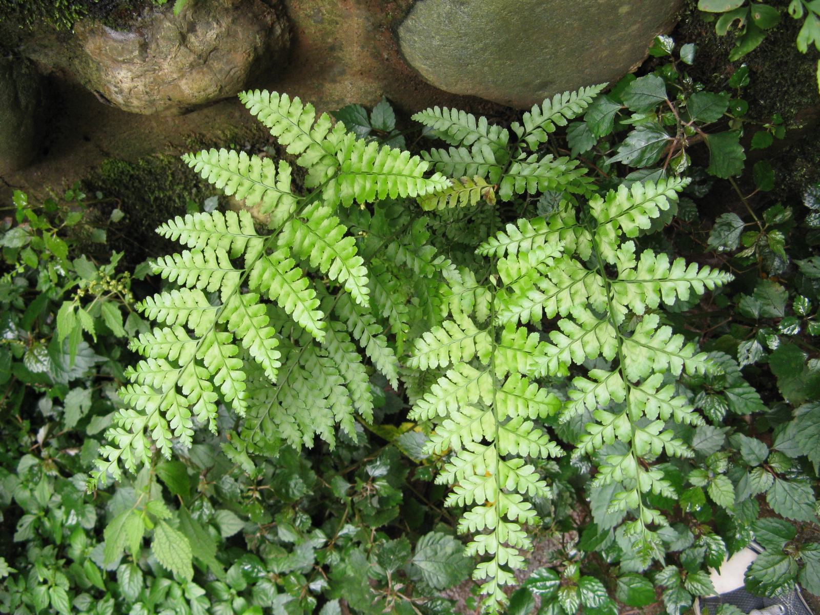 p>剑叶凤尾蕨(学名: i>pteris ensiformis /i> burm.
