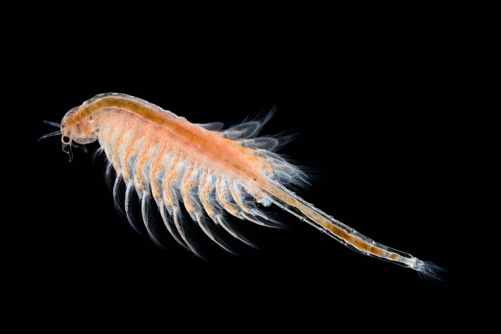  p>卤虫(brine shrimp)也称盐水 a>丰年虫 /a>.
