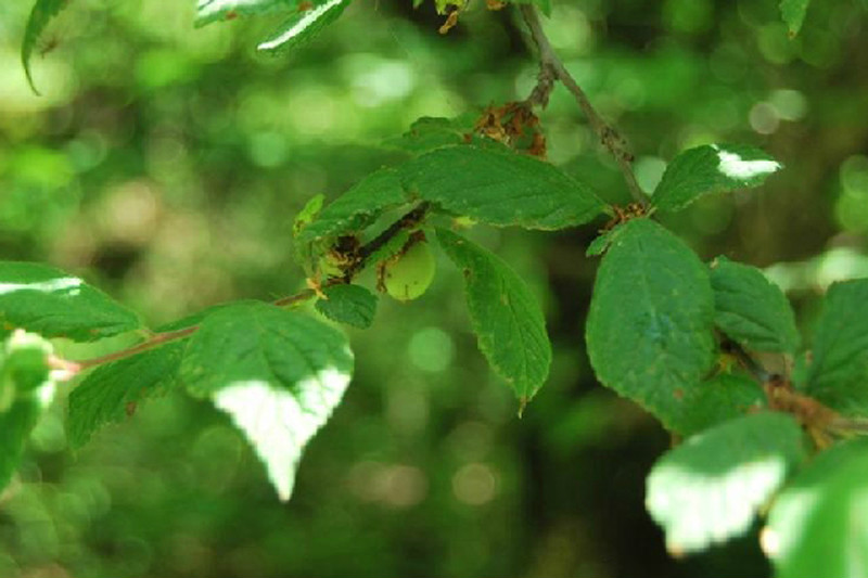  p>毛叶欧李(学名: i>cerasus dictyoneura /i>  (diels) yu et l): a