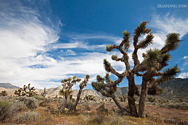 yucca smalliana fernald