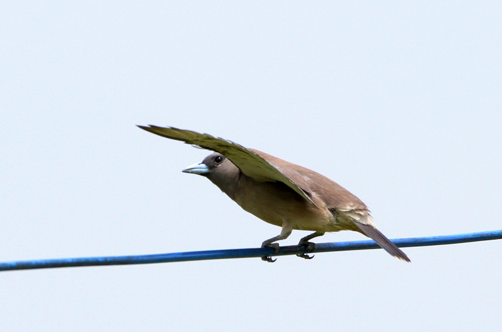  p>灰燕鵙(学名: i>artamus fuscus /i>)是燕鵙科,燕鵙属小型鸟类,体